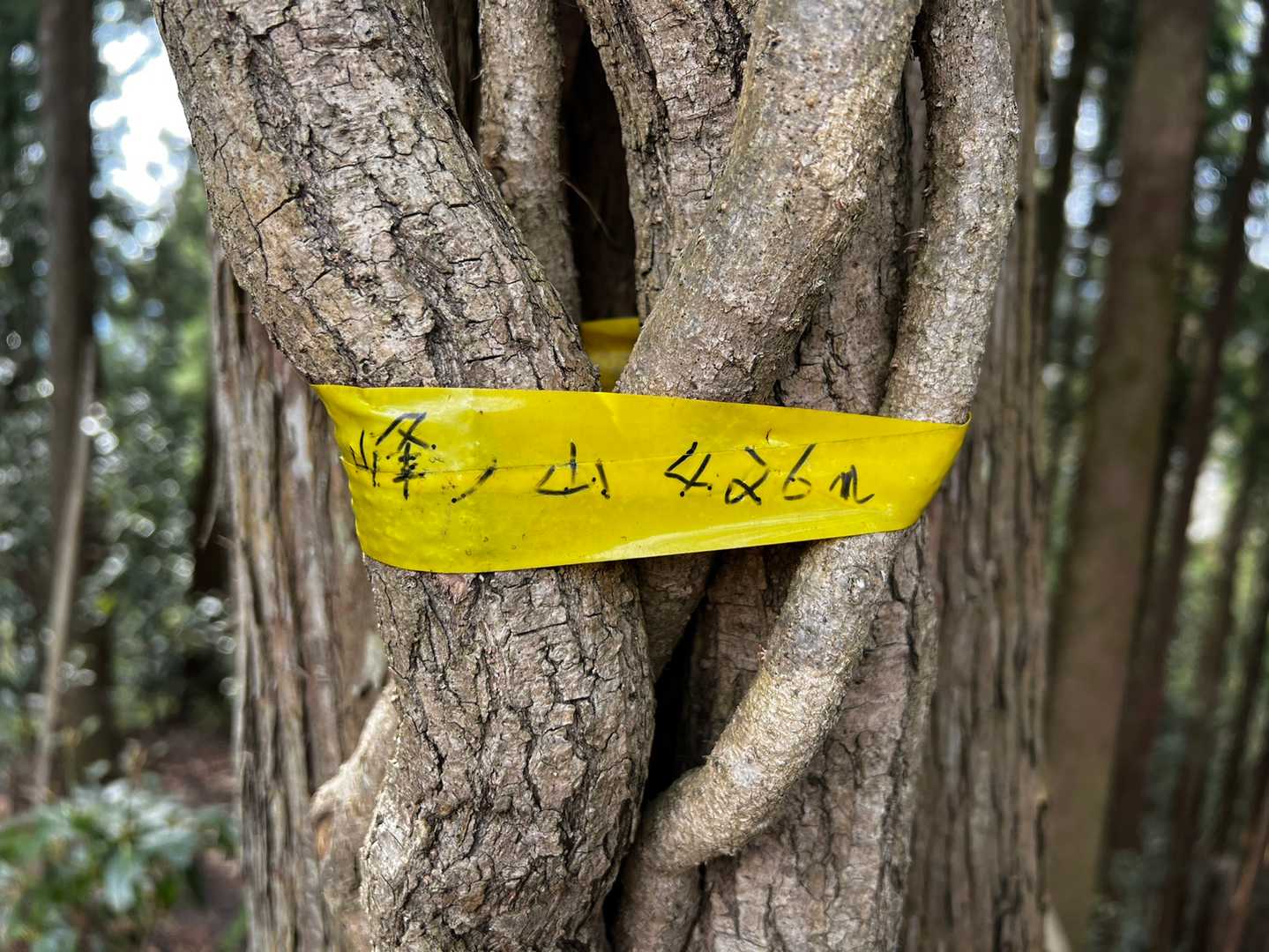 峰ノ山⛰飯能百名山