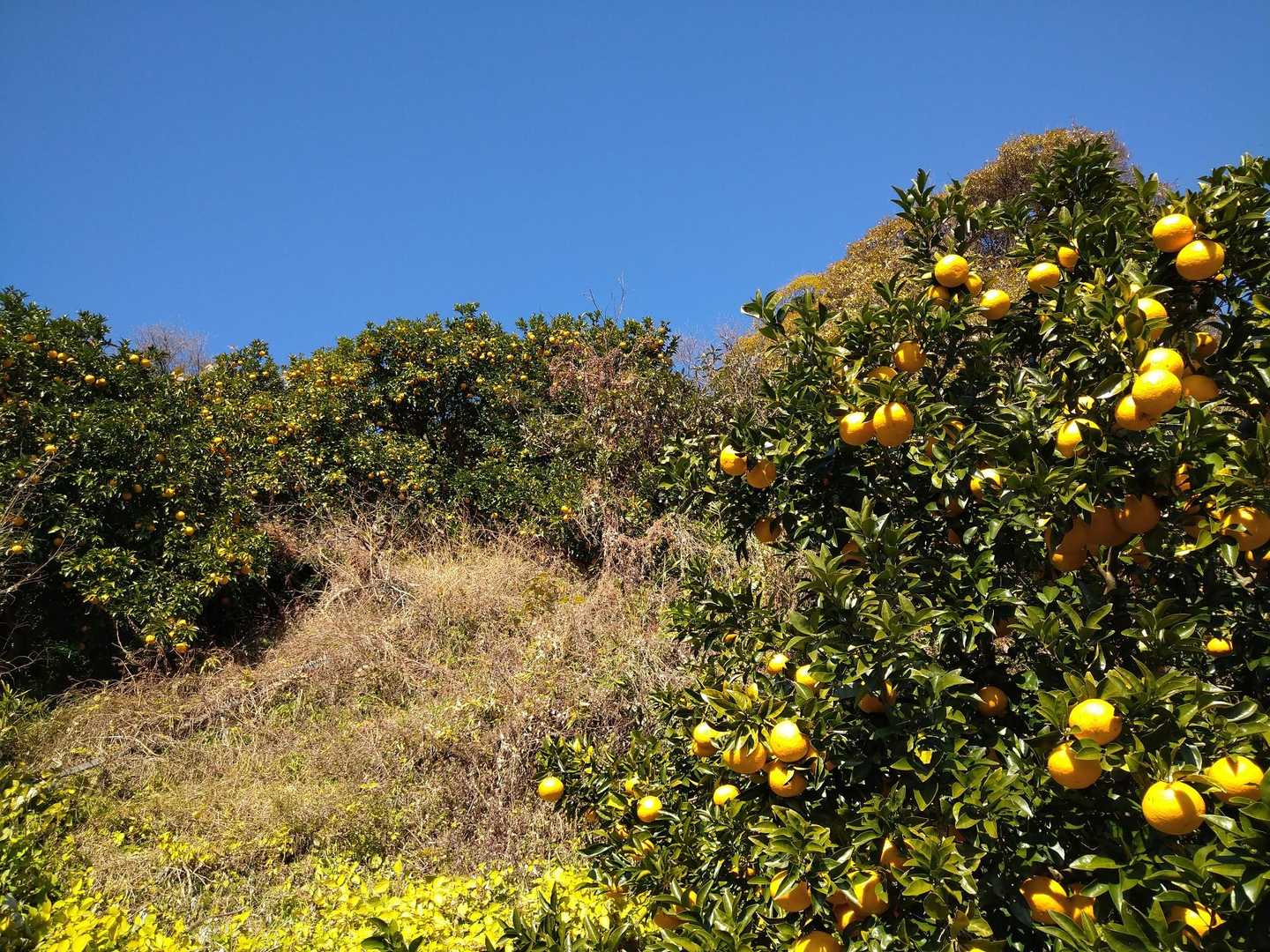青空とみかん🍊💓