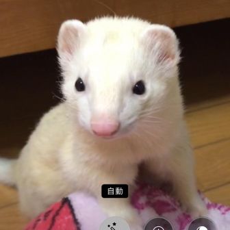 チーボー