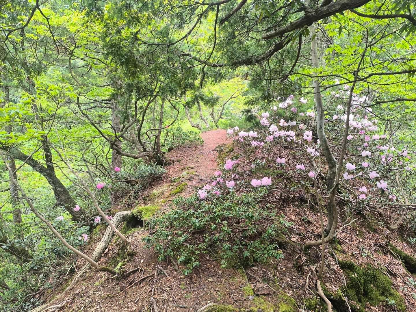 三川権現社-三川山 周回コースの写真