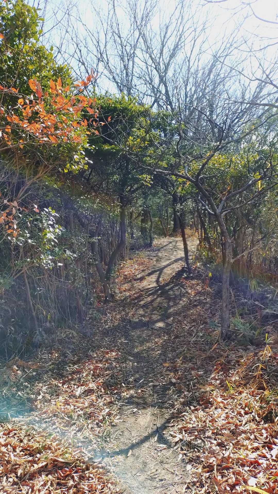 写真撮ったら虹みたいな光が撮れた😆