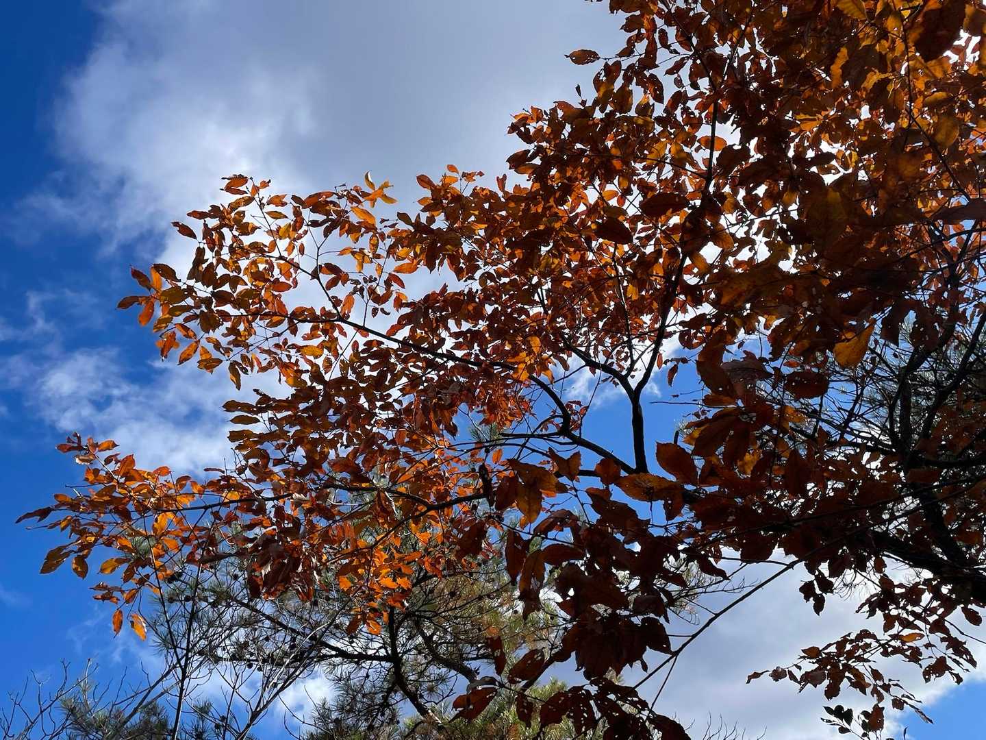残る紅葉を楽しむ。