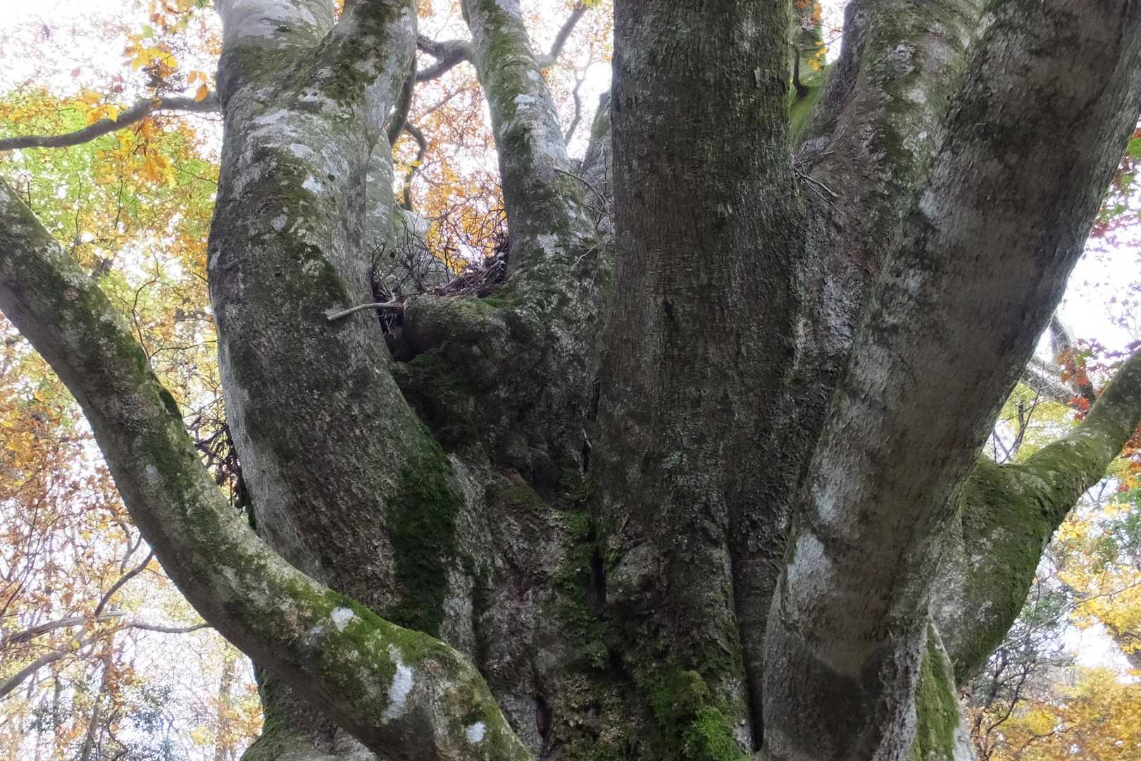 とても立派なブナです。
解説の看板あり