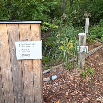無事、下山しました

ここから林道を20分ほど歩くそうな…
日没までにはバス停に着きたいと皆さん
スピードアップ🚶で15分で到着しました