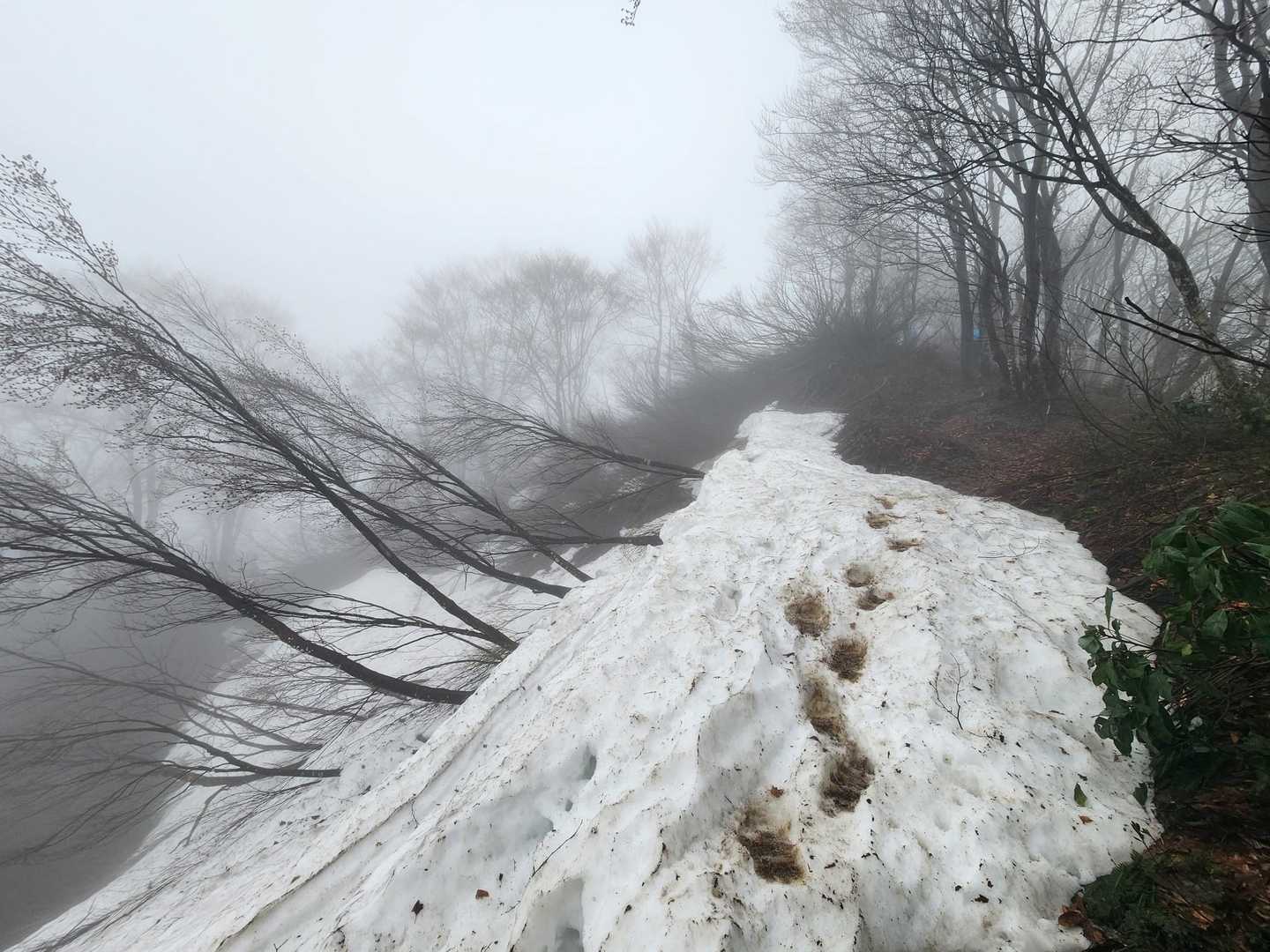 「5合目」から☃️残雪がありましたが"アイゼン&チェンスパ"を履く程ではなかったです😬｡
履いている参加者もいましたよ😉｡