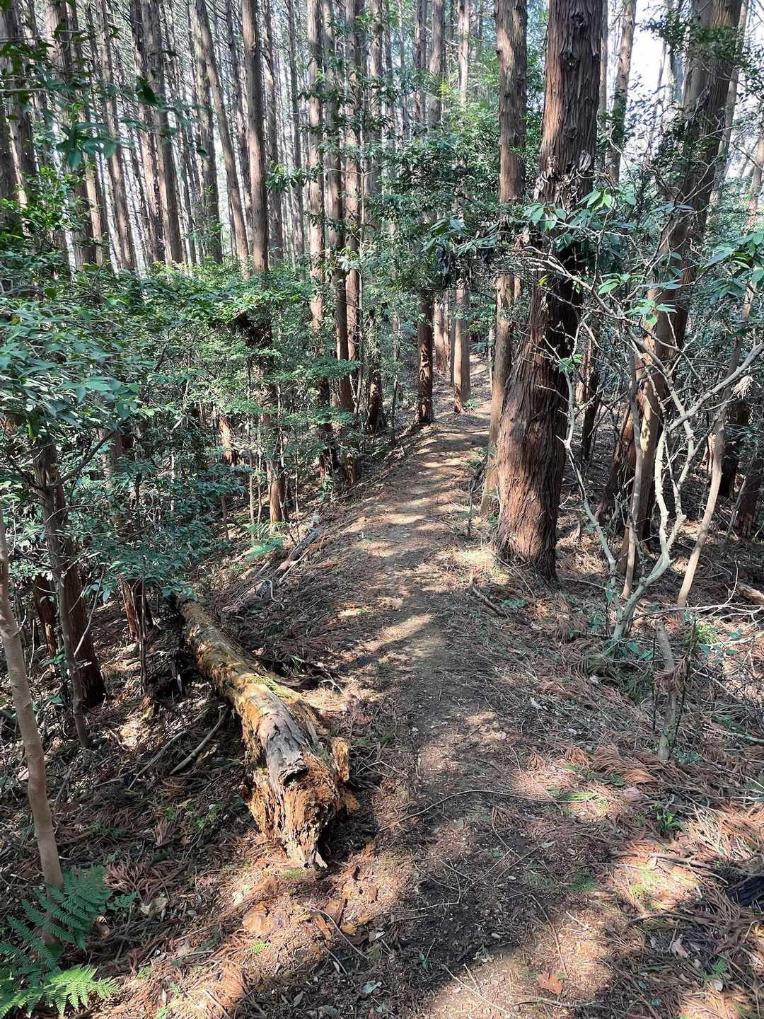 下り道もずっと歩きやすいです。