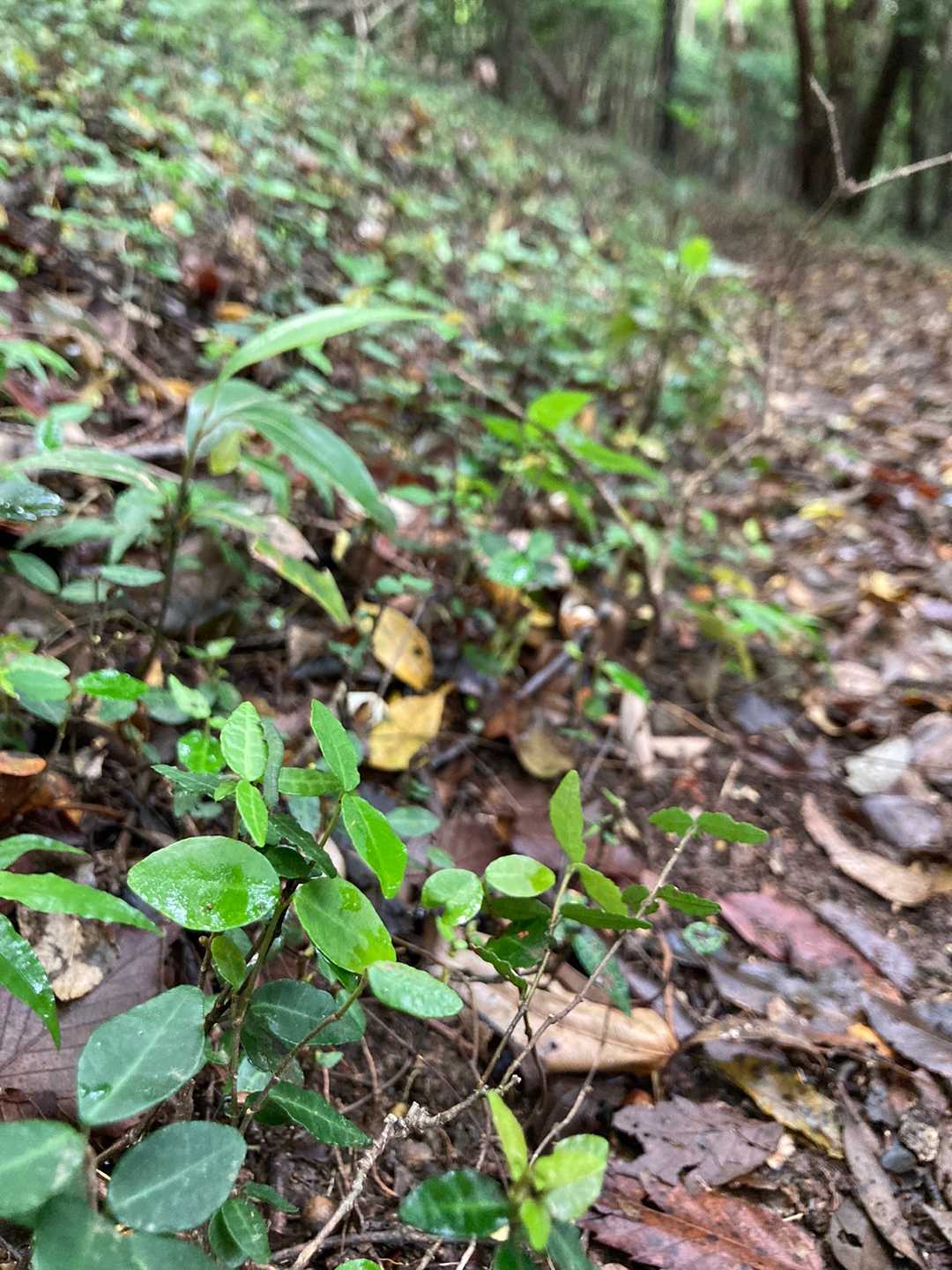 道の脇には可愛い葉っぱが、出迎えてくれます。
緑がきれい🍀