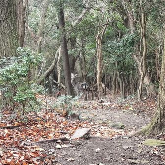 おやおや。一頭の鹿とこんにちは。