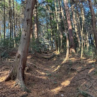 昔はこの道をお社まで歩いてたんやろね。