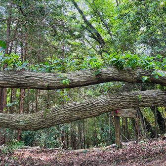 倒れてもまたなお🌱