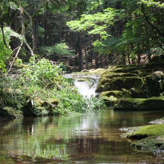 夫婦滝の方へ沢を遡っていくも、倒木で姿が隠されている・・・
これ以上は滑ってハマりそうなので奥へは進まずここまで