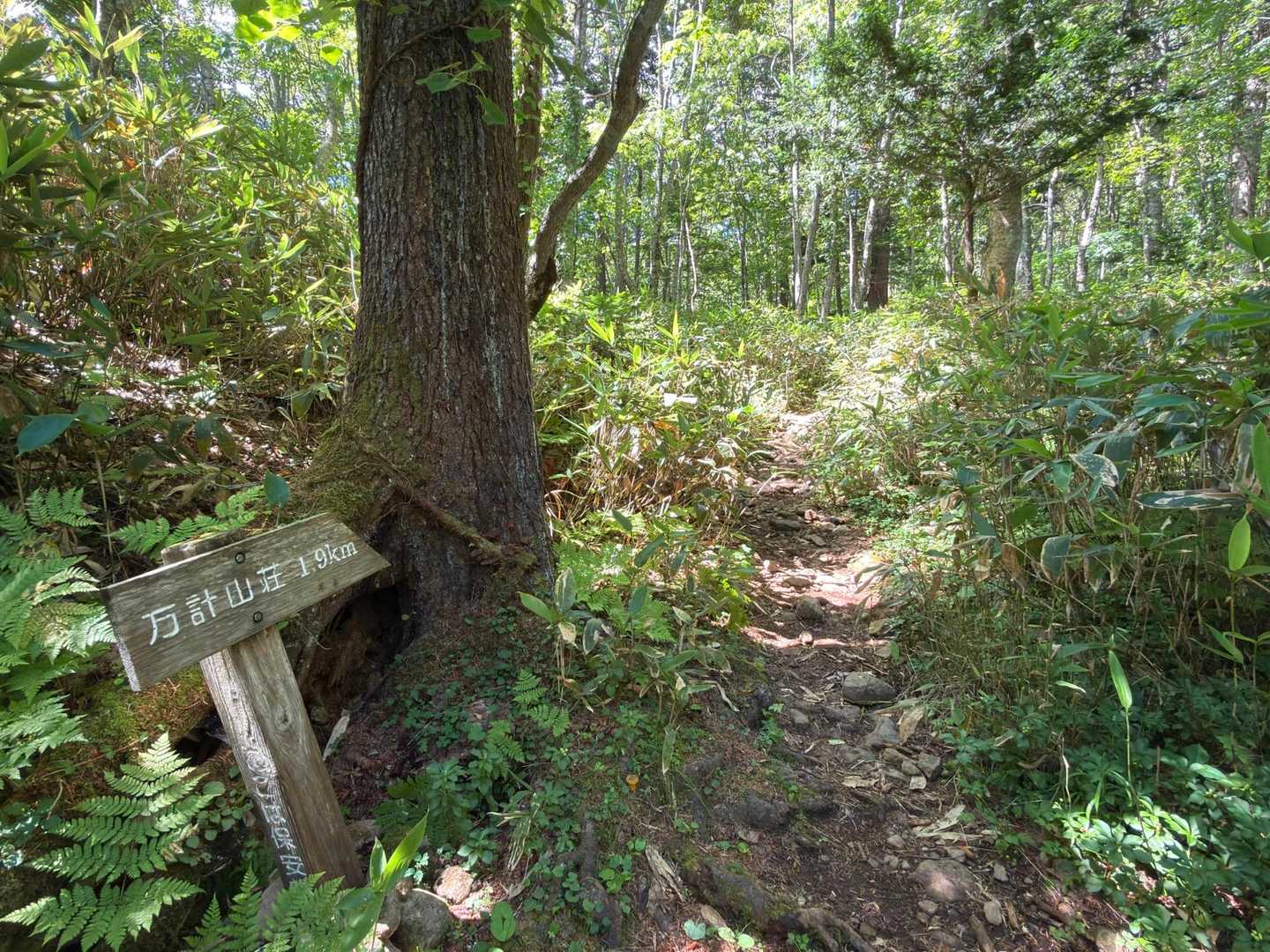 抜ける風がさわやかーな道が続く🌿