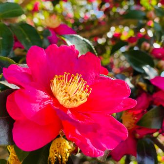 美しく咲き誇る山茶花🌺