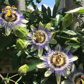 dio16    ディオヒロ