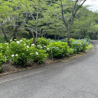 色とりどりの紫陽花🌸