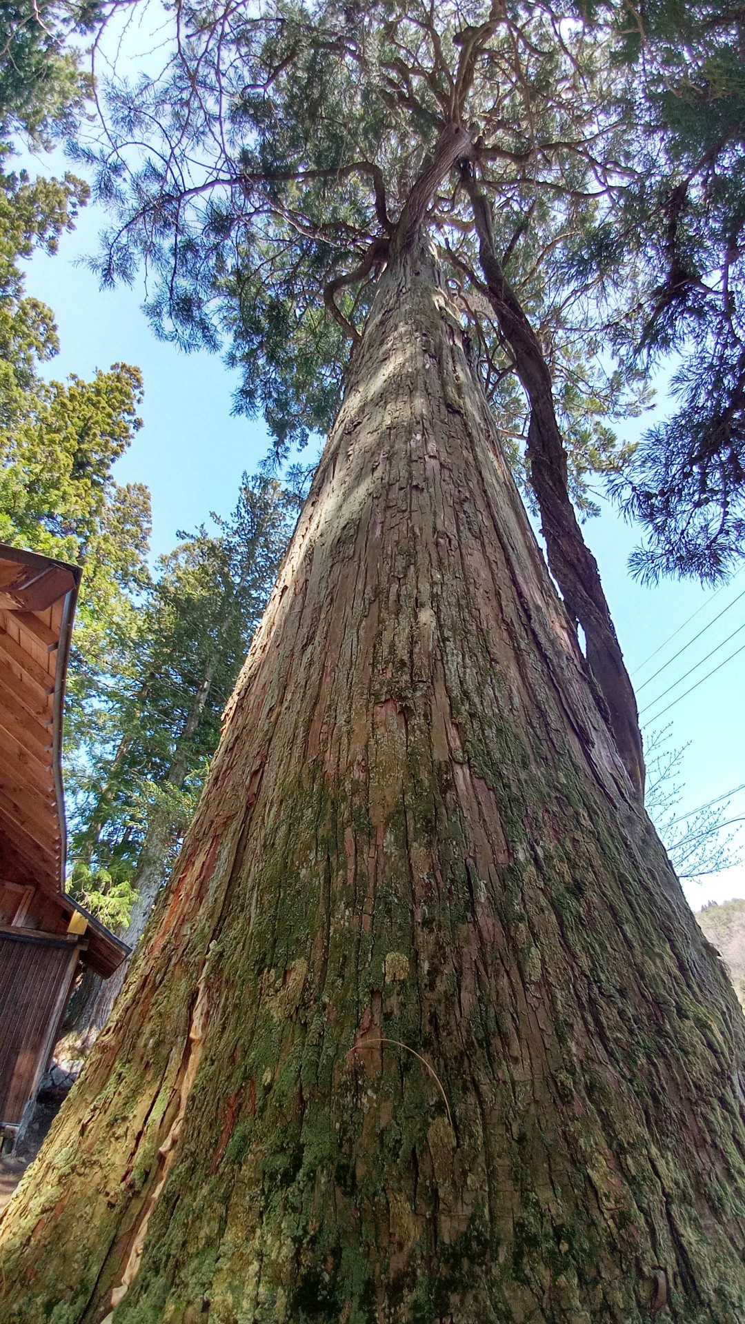 河内神社⛩️なかなかええのがあったよ🌲