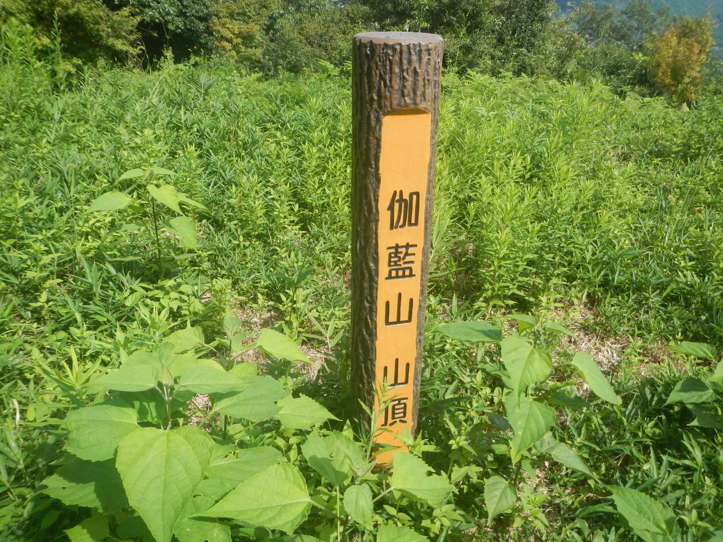 山頂です