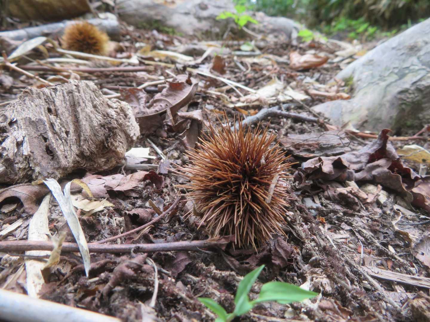 栗もコロコロ🌰