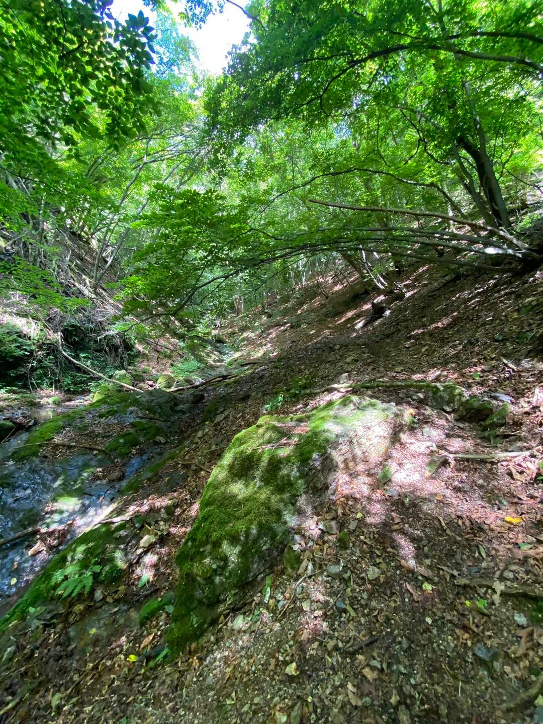 川の流れる音と緑が気持ちいい🍃