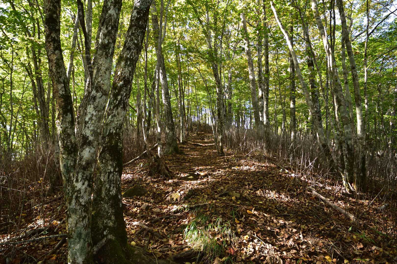 赤岩ノ丸-黒岳-川胡桃沢の頭-牛奥ノ雁ヶ腹摺山 往復コースの写真