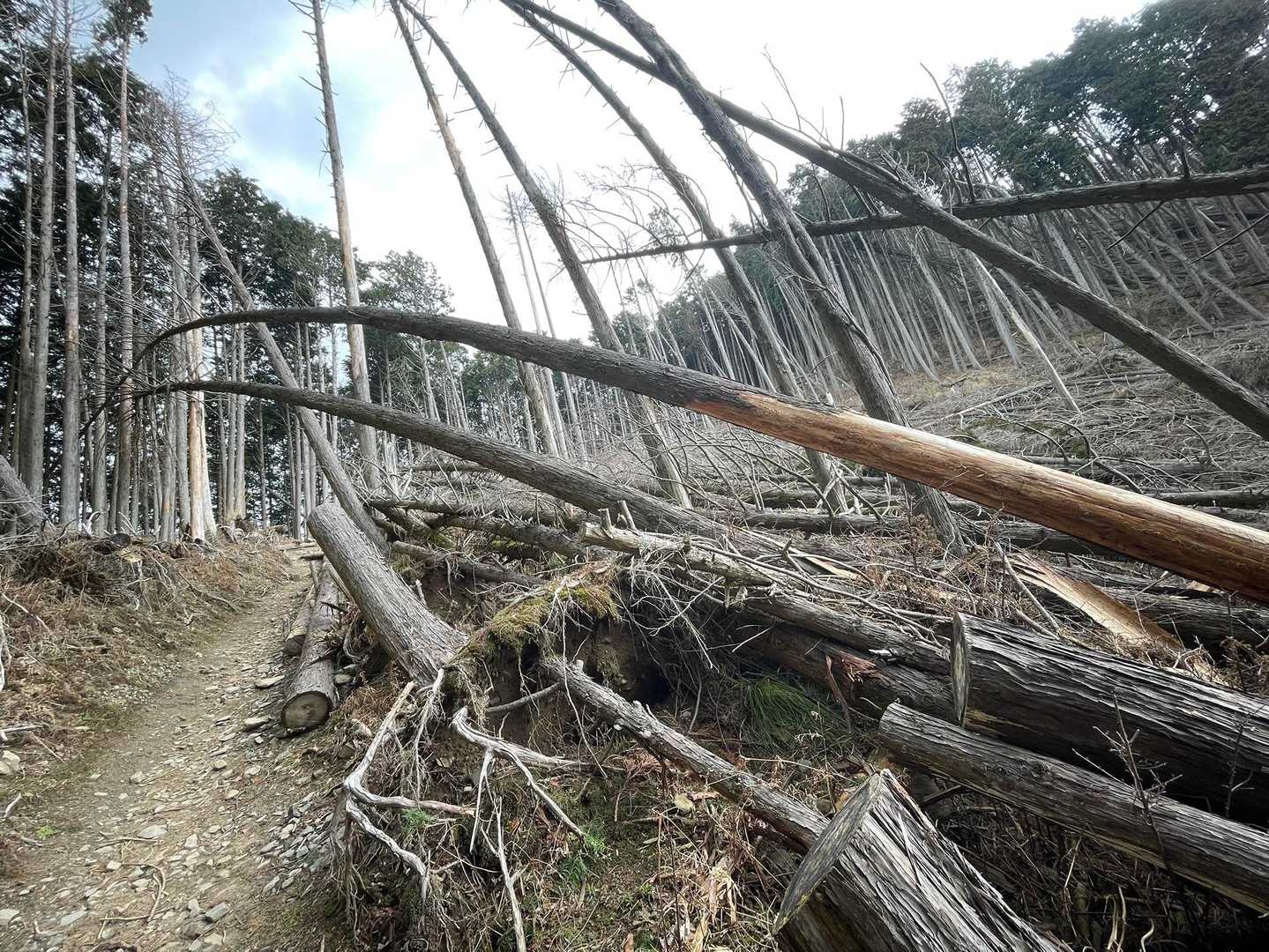 比叡山登山口-修学院山-ケーブル比叡駅-ロープウェイ比叡駅 往復コースの写真