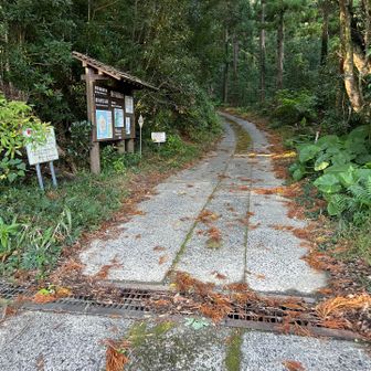 いきなり車道行って間違えました。