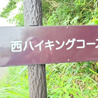 ハイキングコースの様でした。
一般道出て来ました。