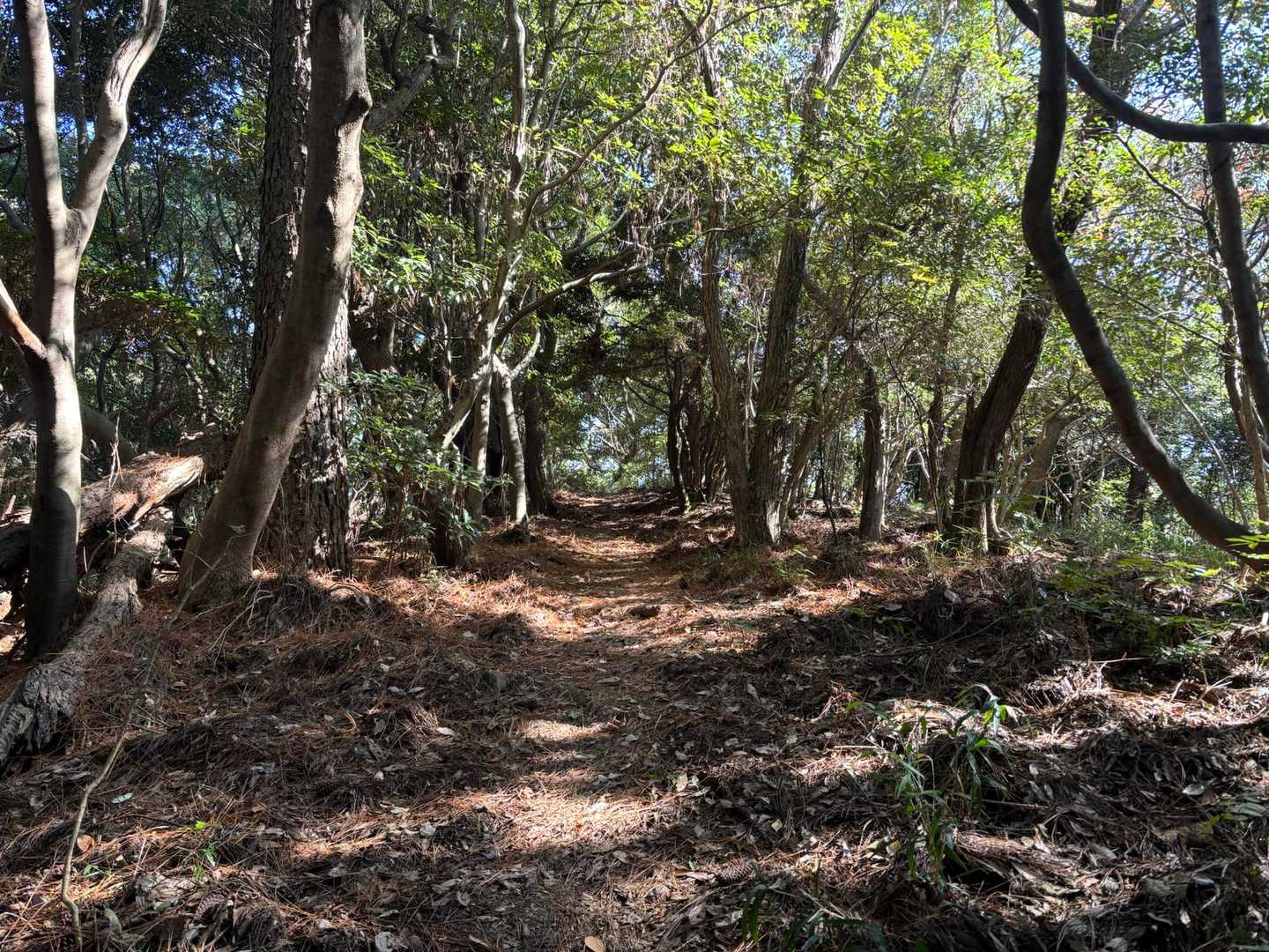 関の山登山口-関の山-大山 周回コースの写真