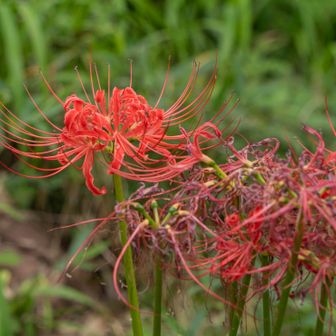 巾着田を散策。曼珠沙華少しだけ残っていました。
