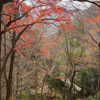 ここの紅葉が1番綺麗だった🍁