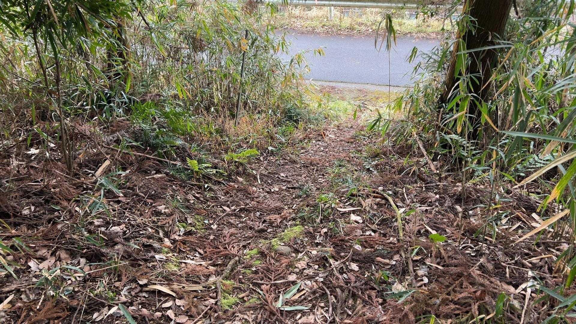 登山口がどこからなのかわからない、これぞ里山といった感じのスタート。薮漕ぎしかかったところにトレランのお兄さんに、「こっちですよ」と声をかけられて助かる❗️
よかった、薮漕ぎかよと思ったら、ちゃんとした登山口がありました。