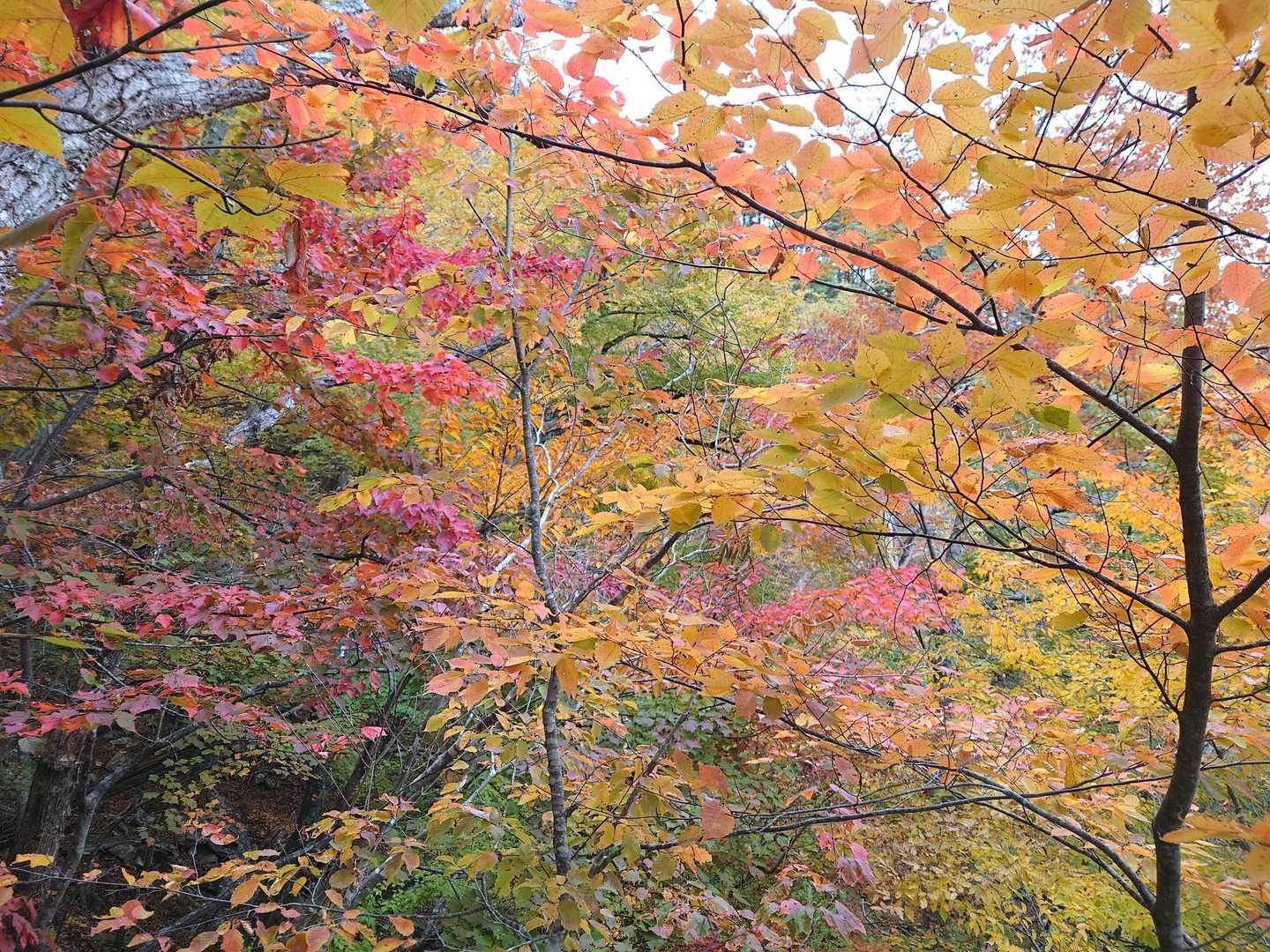 いや〜綺麗🍁