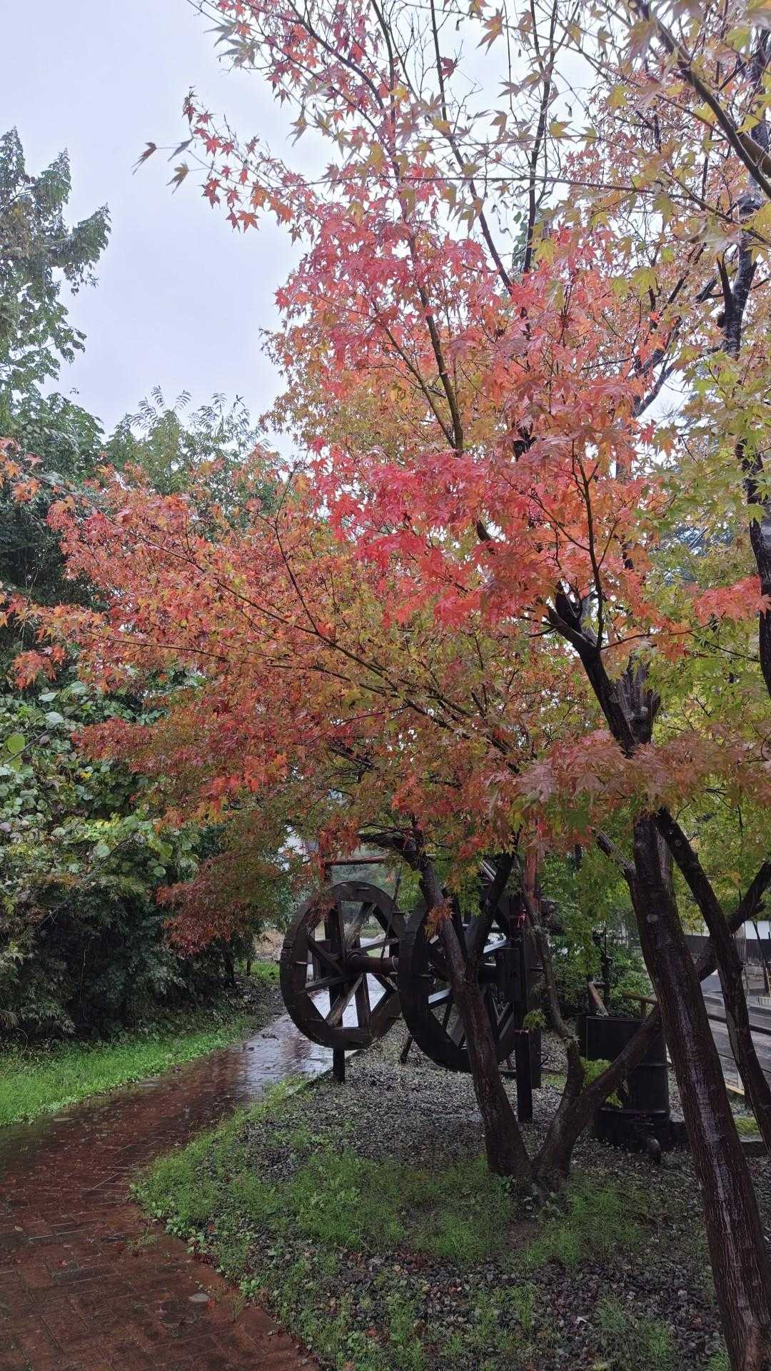 菩提寺山 周回コースの写真