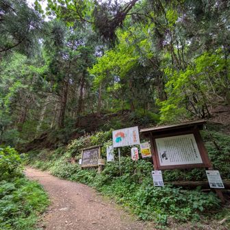 裏参道登山口
カモシカ様には会えませんでした…