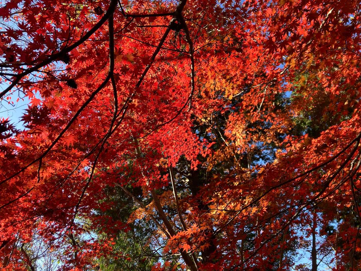 今日1番近くで見た紅葉4 真っ赤でキレイ。