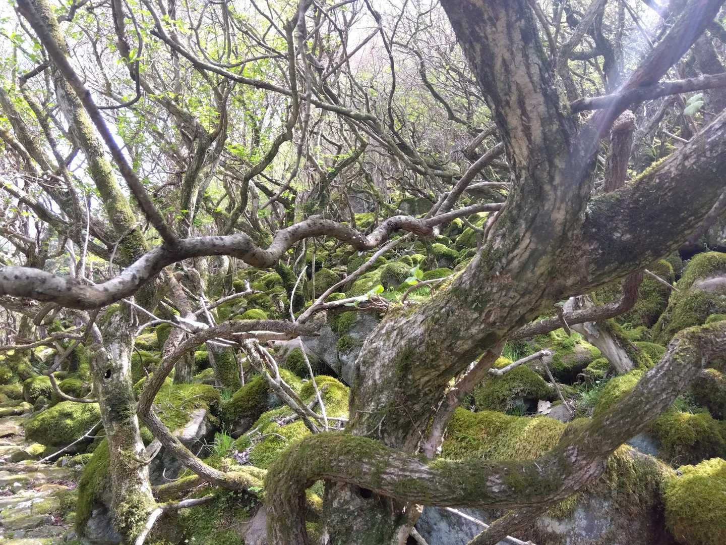 岩が転がって落ち、積もって、岩と岩の間に雨水が貯まって、苔ができやすくなったのかなあ