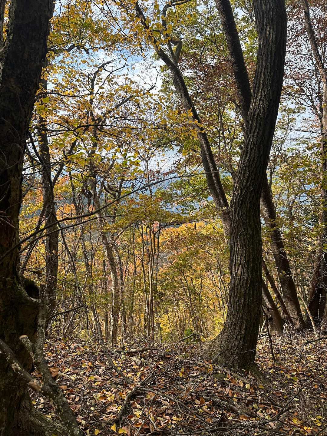 途中、写真は撮れなかったけど、また日が差してきてキラキラしたオレンジや黄色の紅葉の道を歩くことができました😊