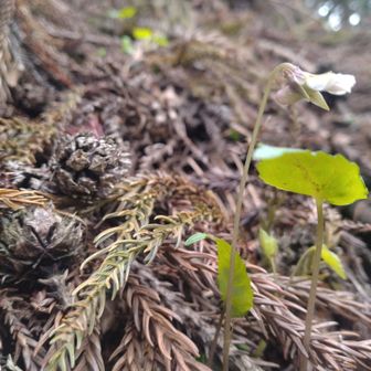 これもナガバノスミレサイシンでしょうか
