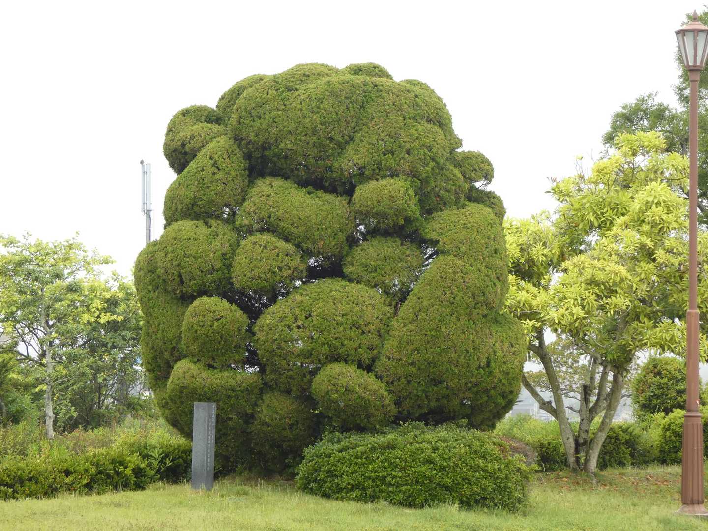 モコモコしてる木👀✨️