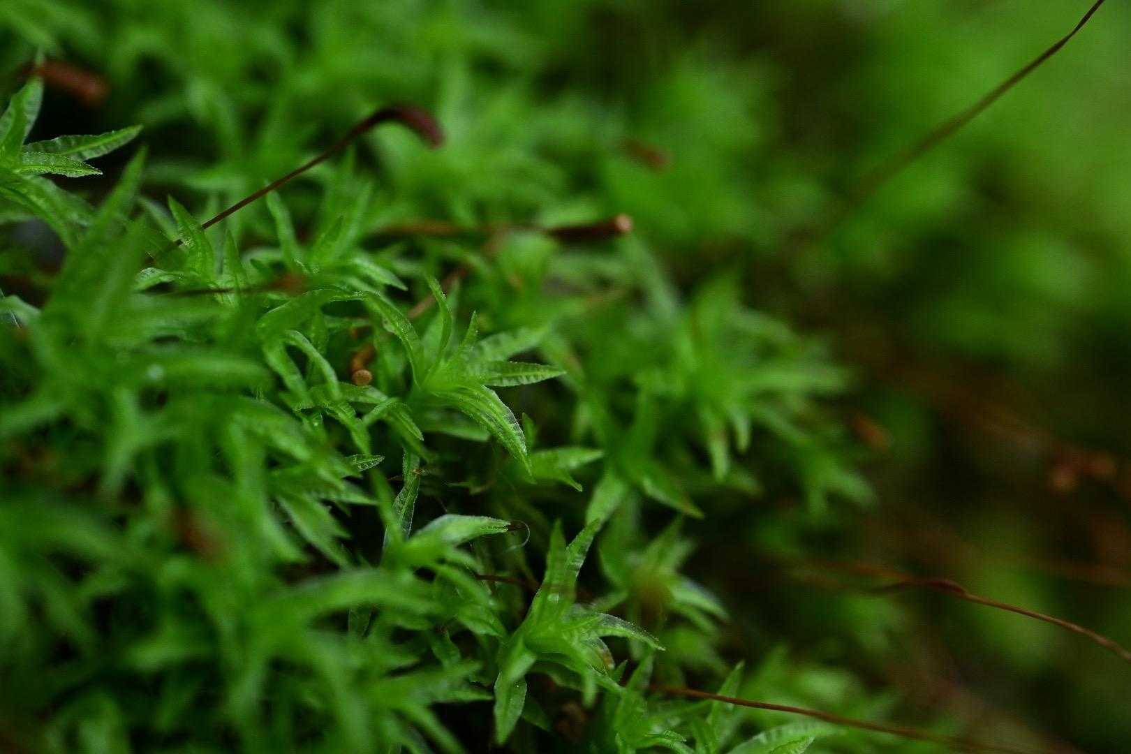 苔も可愛い🩷