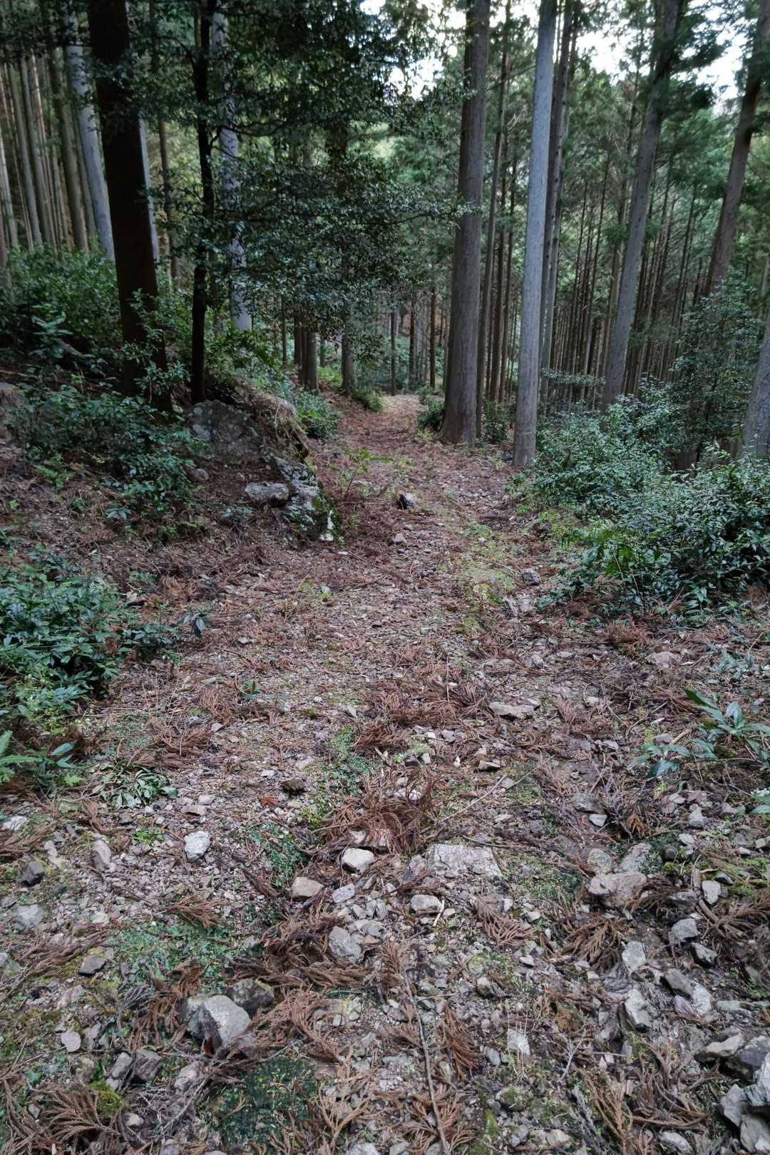 YAMAPのルートで降りたら途中で訳わからなくなって数分さまよいました😨
やっとの思いで林道にたどり着いた…💧