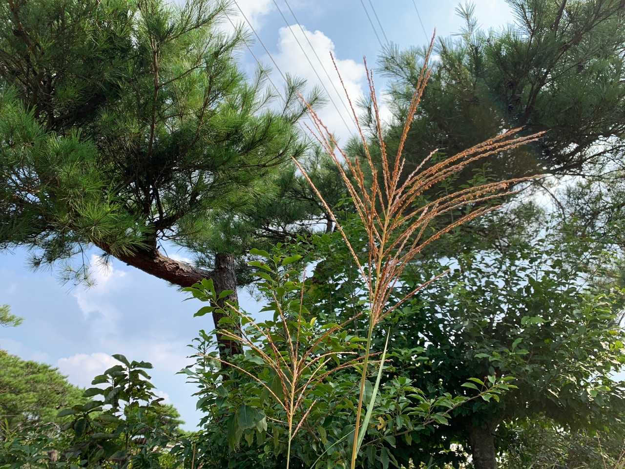 秋の訪れを感じます🌾