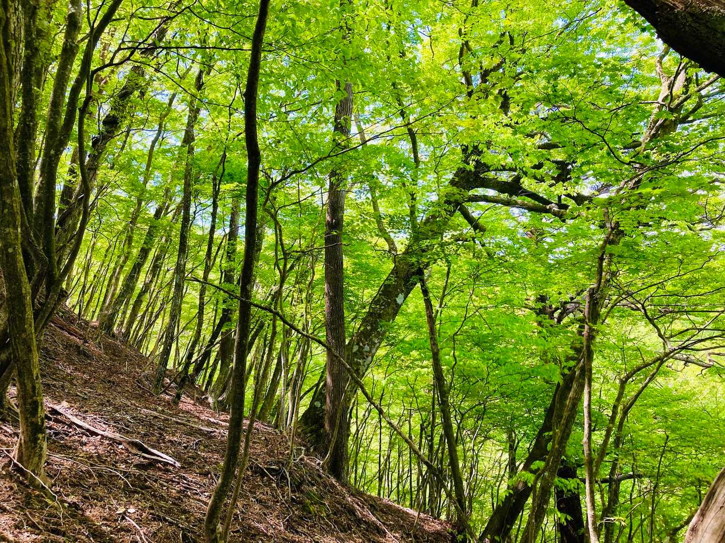 越敷岳登山口-五輪塔-緩木山-長尾山-越敷岳 周回コースの写真