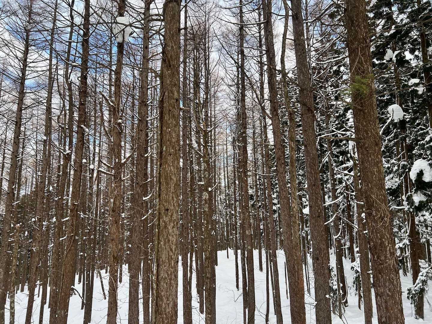 北面白山登山入口-三沢山 往復コースの写真