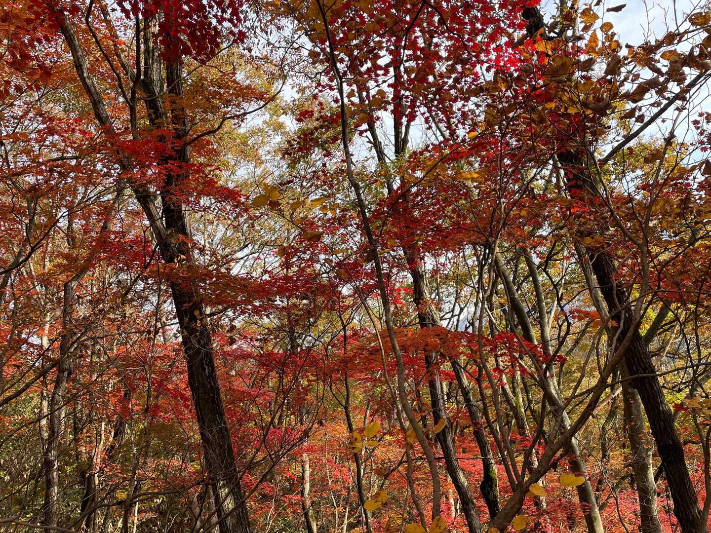 六万騎山 往復コースの写真