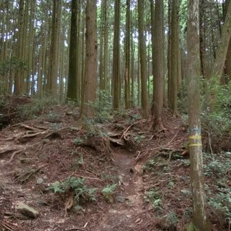 ジメジメしていてヤツ🪱がいる気しかしないので、立ち止まらないで良いスピードを意識していました。なのに、ここで旦那が手袋忘れた！と取りに戻る事態が😓立ち止まりたくないので、取り残された私は一人でクルクル回ったり、フォークダンスのリズムに合わせて踊ったりしてました🤣