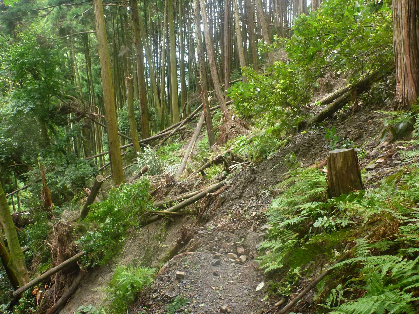 登山道の斜面が崩落していた🚷