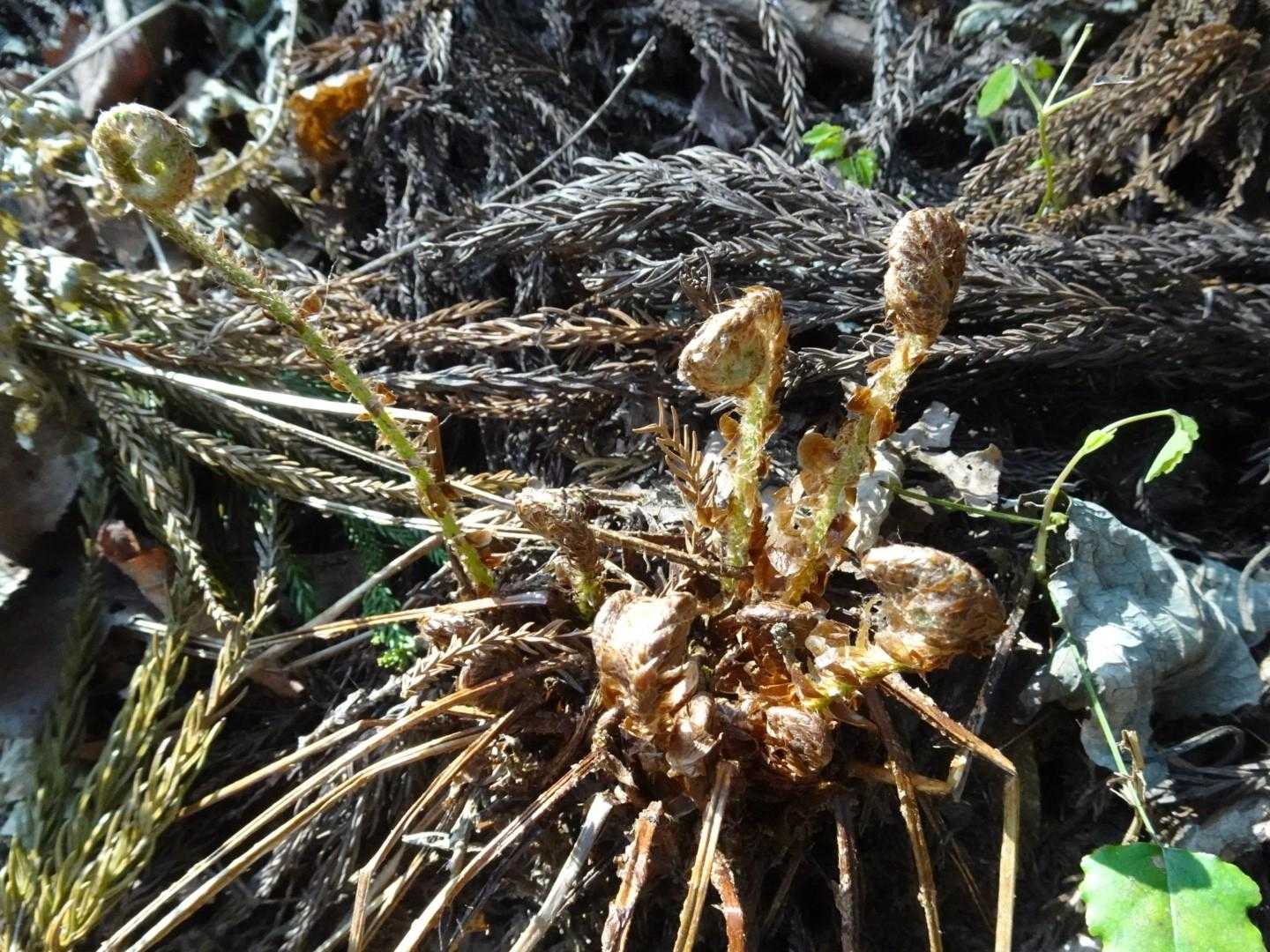 シダも新芽