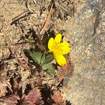 ？綺麗な花が咲いてました