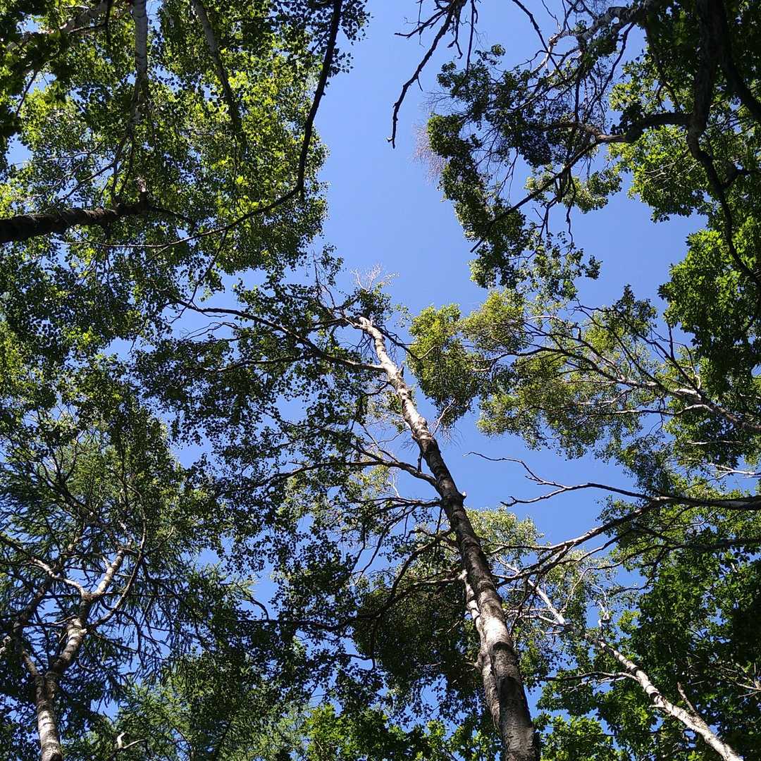 ダケカンバと青空
見上げるだけで気持ちイイね😆✨